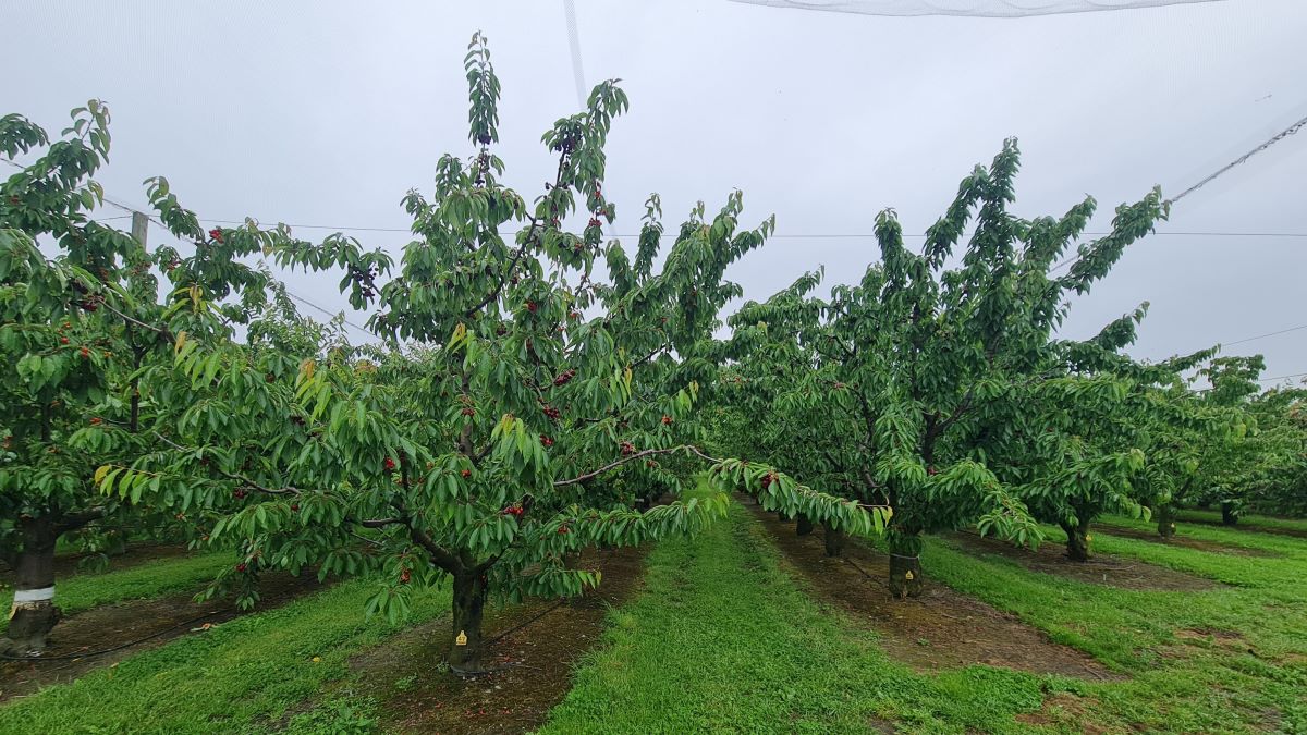 cereza nz 1 r BUENA|cereza nz frutos r b|cereza procesado 2 r b|cereza 4 r b